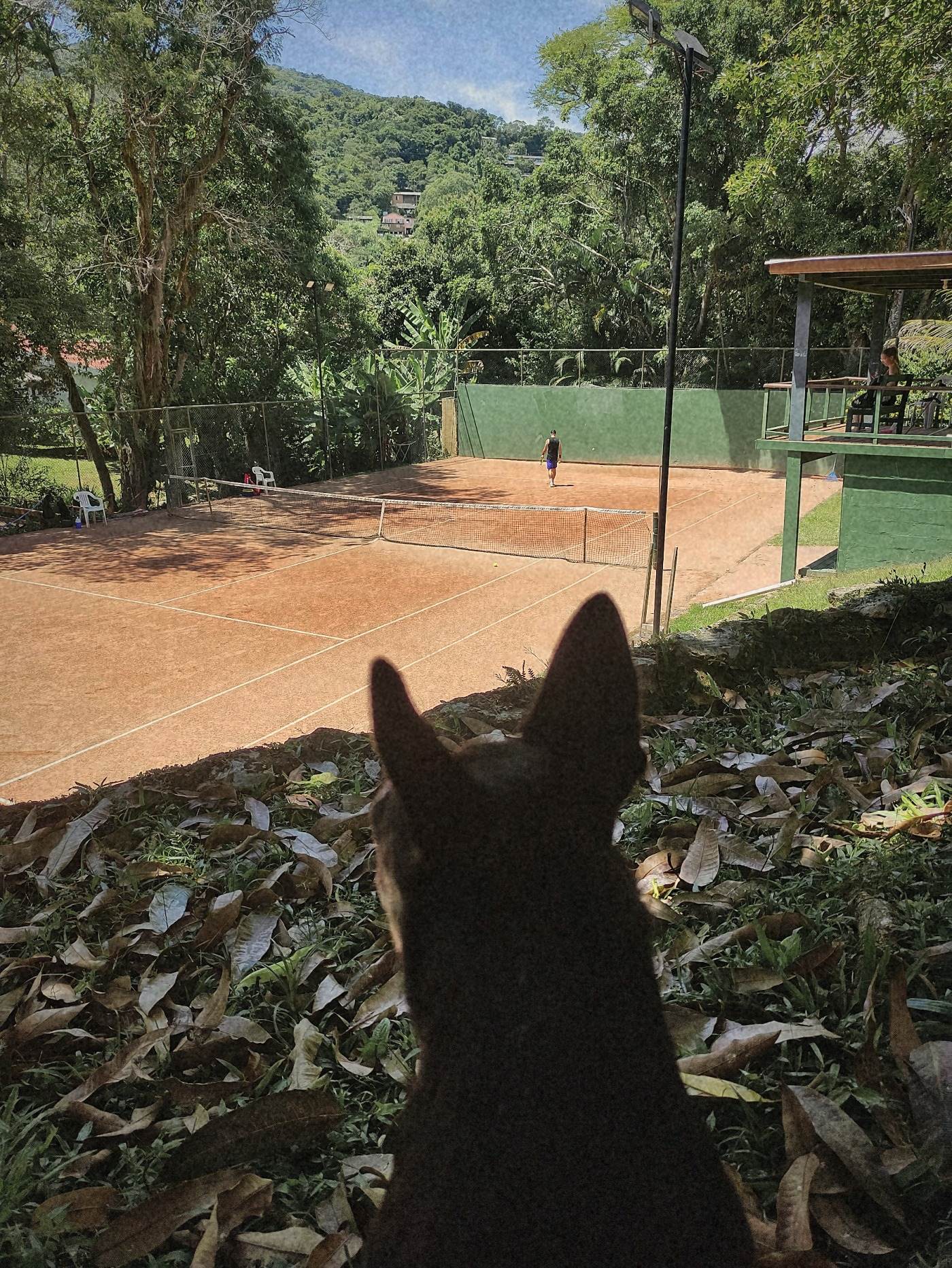 Cachorro da casa olhando a quadra de saibro do alto do barranco, entre folhas secas.